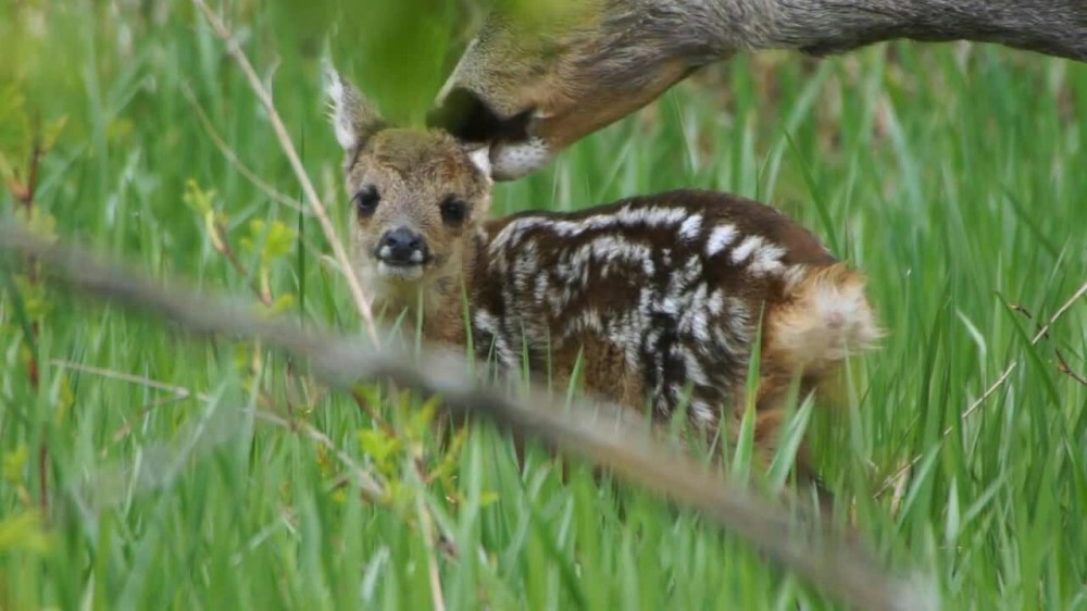 -Roe_Deer_Mother_With_Small_Fawn_Hiding_In_The_Grass_3736_1.jpg