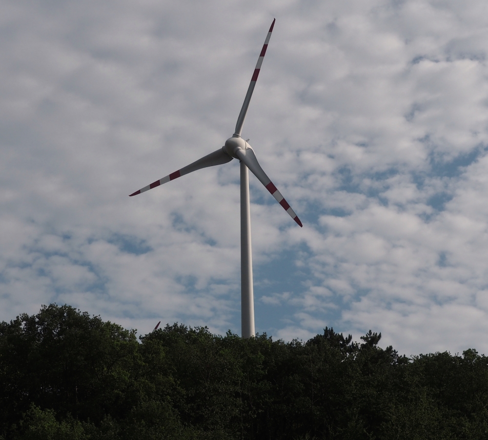Windkraft_Vogelschlag.jpg